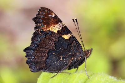 Aglais ichnusa