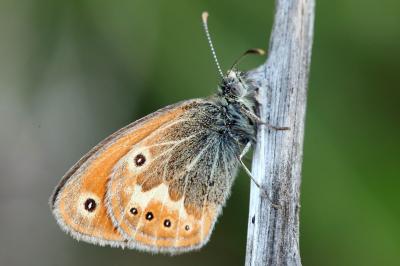 Coenonympha corinna