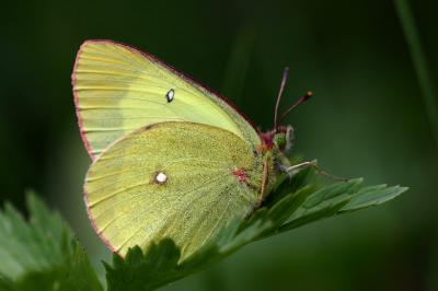 Colias palaeno europome