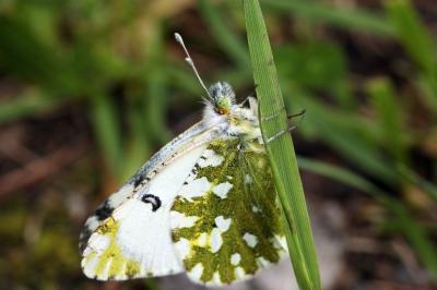 Euchloe simplonia