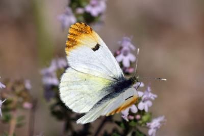 Anthocharis euphenoides