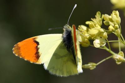 Anthocharis euphenoides