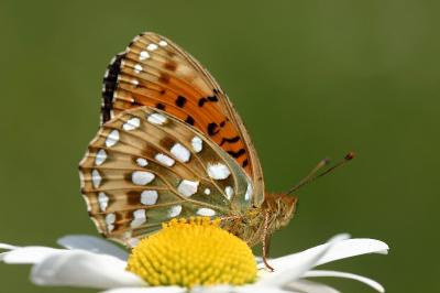 Speyeria aglaja