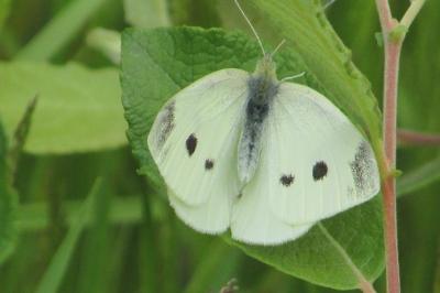Pieris rapae