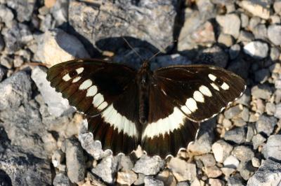 Brintesia circe