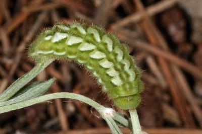 Callophrys rubi
