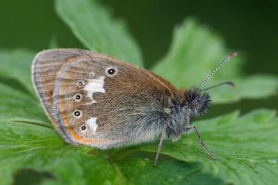 Coenonympha glycerion