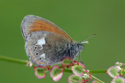Coenonympha glycerion