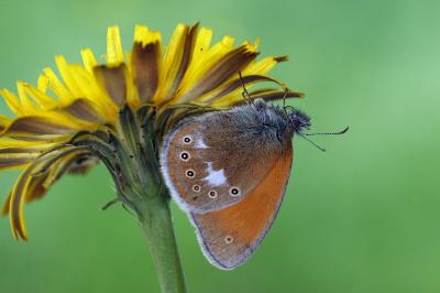 Coenonympha glycerion