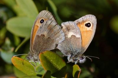 Coenonympha pamphilus