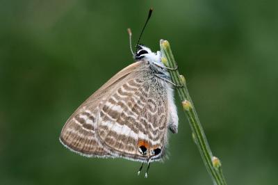 Lampides boeticus