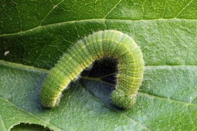 Libythea celtis