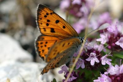 Lycaena alciphron