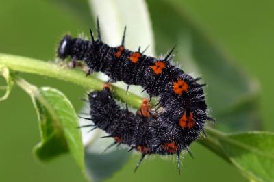 Nymphalis antiopa