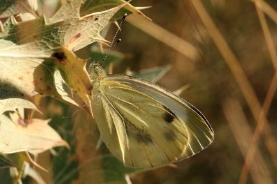 Pieris mannii