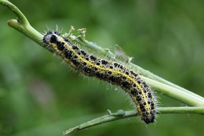 Pieris brassicae