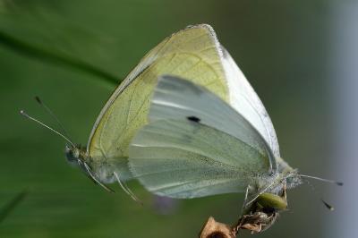 Pieris rapae