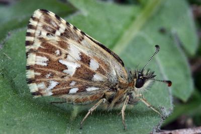 Pyrgus malvoides