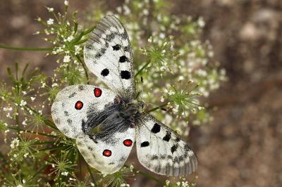 Parnassiinae