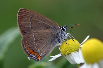 Satyrium acaciae