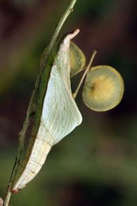 Anthocharis euphenoides