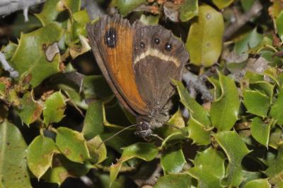 Pyronia bathseba