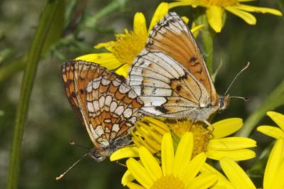 Melitaea parthenoides