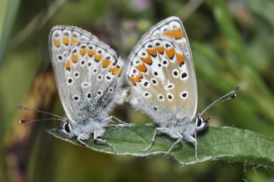 Aricia agestis