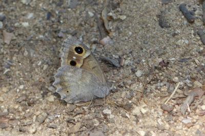 Hipparchia statilinus