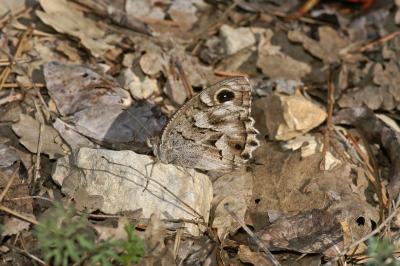 Hipparchia fidia