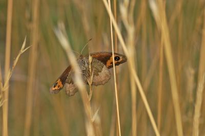 Erebia neoridas