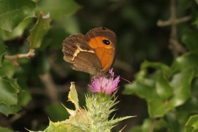 Pyronia bathseba