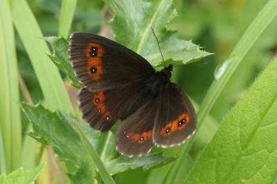 Erebia euryale