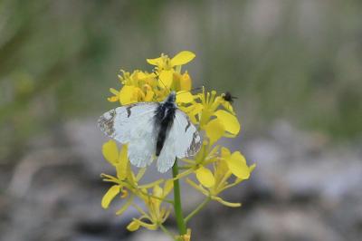 Euchloe simplonia