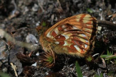 Boloria pales