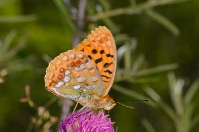 Fabriciana adippe