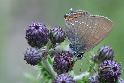 Satyrium ilicis