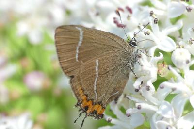 Satyrium w-album