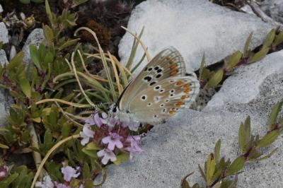 Aricia artaxerxes