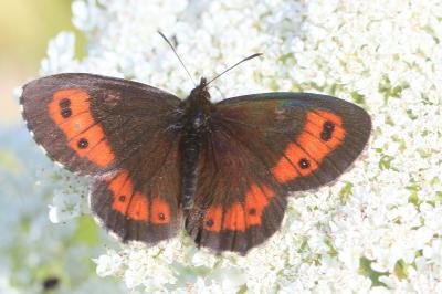 Erebia euryale