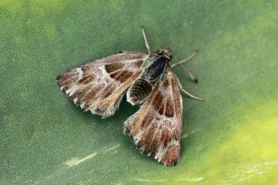 Muschampia floccifera