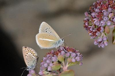 Polyommatus damon