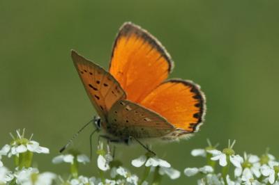 Lycaena virgaureae