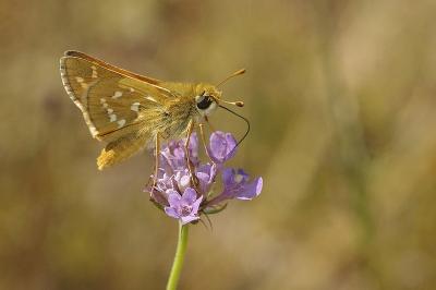 Hesperia comma