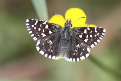 Pyrgus malvae
