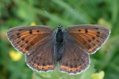 Lycaena hippothoe