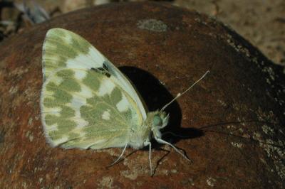 Pontia daplidice