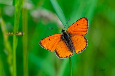 Lycaena dispar