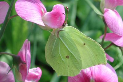 Gonepteryx rhamni