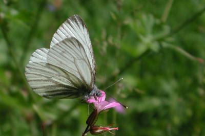 Pieris bryoniae